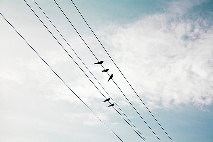 _MG_5687voegelvogel_neu_1_740