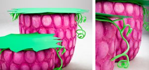 himbeeren_ausschnitt